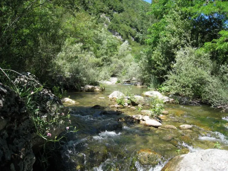Torrente Sinello Montazzoli No-Kill 